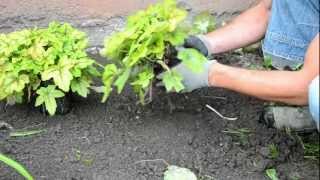 Heuchera Spotlight propagation [upl. by Kornher]