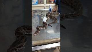 ദിവസങ്ങളോളം വലയിൽ കുരുങ്ങി കിടന്ന പാമ്പ് 🐍 Medical care for injured python urbansnakelife sarpa [upl. by Now]