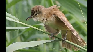 Great Reed Warbler close ups [upl. by Dloraj]