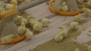 Broiler Brooding Best Management Practices [upl. by Rhyne]