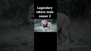 Legendary Rekero male lion ceasar 2 we remember the lion king [upl. by Sihtam]