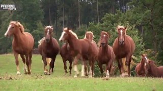 Süddeutsches Kaltblut – Power pur [upl. by Eizus681]