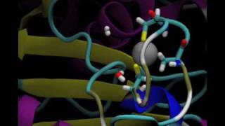 Molecular dynamics of a protein with cysteine coordinated Zn [upl. by Tome]