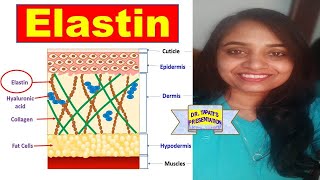 Elastin  Connective Tissue  Skin Ageing  Biochemistry [upl. by Mercola946]