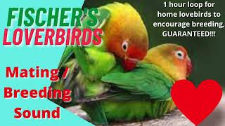 Fischers love birds parrot mating breeding call sound 1 hour video to encourage mating in home bird [upl. by Mendes945]