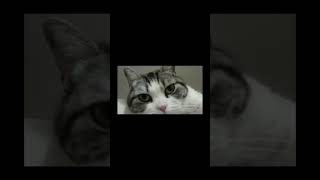 Cat staring into the void cat shorts meme animals goofy [upl. by Leighland]