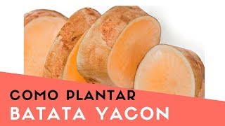 Como Plantar Batata Yacon no Vaso  Por Rizoma [upl. by Ellehcen532]