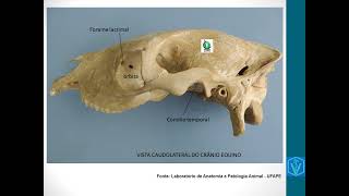 Ossos do Crânio  Anatomia Animal [upl. by Jack72]