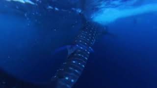 Whaleshark closeup near Komodo Indonesia [upl. by Leno938]