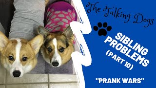 Corgi pranks little brother  Hammy and Olivia [upl. by Vareck]