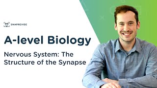 Nervous System The Structure of the Synapse  Alevel Biology  OCR AQA Edexcel [upl. by Lontson]