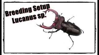 Setup Lucanus species [upl. by Batholomew]