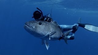 Spearfishing with Bullsharks amp Big Jobfish [upl. by Annoeik]