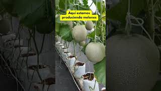 Aprende a cultivar en hidroponía hidroponik plantas jardin huertocasero agricultura huerta [upl. by Atimad99]