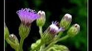 Vernonia cinereaMonarakudumbiyaironweed [upl. by Nitsa356]