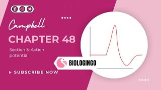 Campbell biologyChapter 48 Section 3HyperpolarizationdepolarizationAction potentialشرح بالعربي [upl. by Silliw]