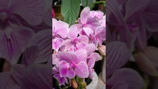 Orchid Flowers orchid shorts youtubeshorts shortsvideo [upl. by Ainet40]