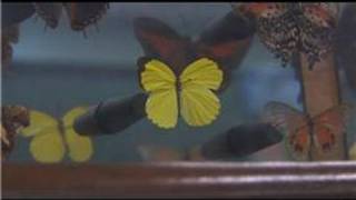 Butterflies  What Is the Name of a Yellow Butterfly [upl. by Dinsdale]