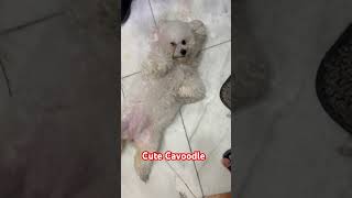 Cavoodle philippines dogs cute short [upl. by Akinert65]