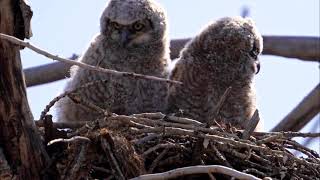 Horned Owl Babies in the Nest [upl. by Jaquiss]