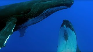 Two Beautiful Humpback Whales Dance  Animal Attraction  BBC Earth [upl. by Sidnala]