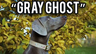 GRAY GHOST Dogs November2024pukhtanarelaxingworldsurvivingvlogs dog dogbreed [upl. by Fauman]