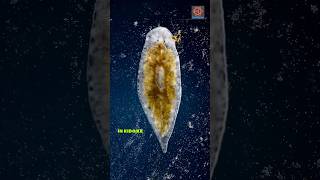 Amazing regeneration ability of planarian  flatworm [upl. by Derk870]