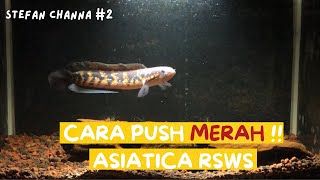 CARA PUSH RED STRIPE CHANNA ASIATICA RSWS treatmentchannaasiaticarsws [upl. by Dugan347]