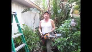 How to prune a bird of paradise Strelitzia nicolai [upl. by Nosna885]