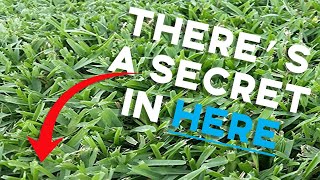 The SECRET To Green St Augustine Grass [upl. by Survance]