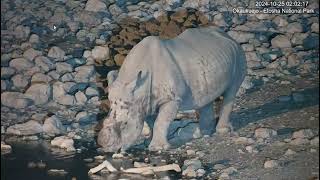 White Rhino  Ceratotherium simum  at Okaukuejo Resort Waterhole [upl. by Hairas]