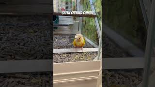 Meet Cutest Green Cheeked Conure birds shortvideo nature animals [upl. by Lemyt771]