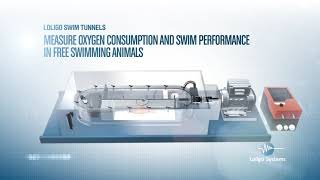 Introduction to Loligo® swim tunnels [upl. by O'Connell919]