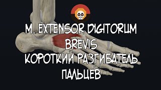 Короткий разгибатель пальцев m extensor digitorum brevis 3D Анатомия [upl. by Ielak376]