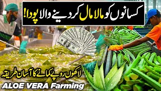 Modern ALOE VERA Farming in Pakistan  New Million Dollar Medicinal Crop  Kissan Ka Pakistan [upl. by Hiram341]