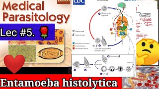 entamoeba histolytica microbiology 🛑🛑entamoeba histolytica life cycle parasitology microbiology [upl. by Enneite]