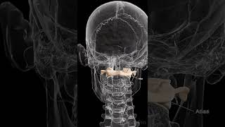 🦴 Meet the Atlas The First Vertebra of Your Spine 🦴 anatomy [upl. by Tomkins]