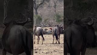 Endangered Southern Groundhornbills with Wildebeest [upl. by Ecadnak]