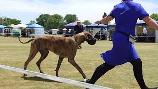 2024 Kyneton AG Show  Non Sporting Dogs [upl. by Zirtaeb]