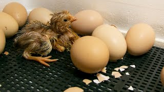 Eggs Hatching with Hen Amazing egg hatching video [upl. by Ahsimin442]