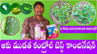 ఆకు ముడత నివారణ బెస్ట్ కాంబినేషన్ Acephate75 Spfipronil 5Sc insecticide manukota 6tv రైతన్న [upl. by Ahsienom]