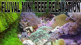 coral reef to music [upl. by Ailemor27]