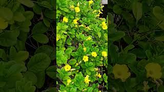 Kaun sa plant gardenplants love short video [upl. by Jessalin283]