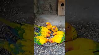 Sun conure birds nice sound voicevideoviralshorts [upl. by Sebastian]