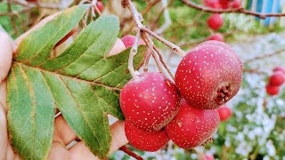 Picking and Eating Tasty Chinese Hawthorn Crataegus pinnatifida [upl. by Neural]