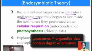 Chapter 17 Part 9  Endosymbiotic Theory [upl. by Yreved]