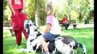 Germanys biggest dog great dane BodyguardDeutschlands größter Hund [upl. by Lodovico988]