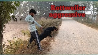 Rottweiler aggressive most dangerous dogs [upl. by Egroeg]