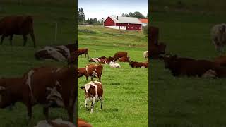 Les vaches de la ferme [upl. by Mun795]