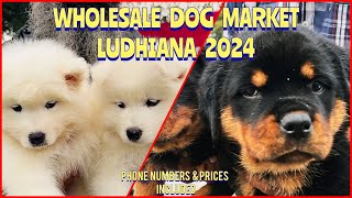 Wholesale Puppy Market in Punjab Ludhiana  Recent Prices  South City Dog Show 2024  KCI  UKC [upl. by Ameluz]